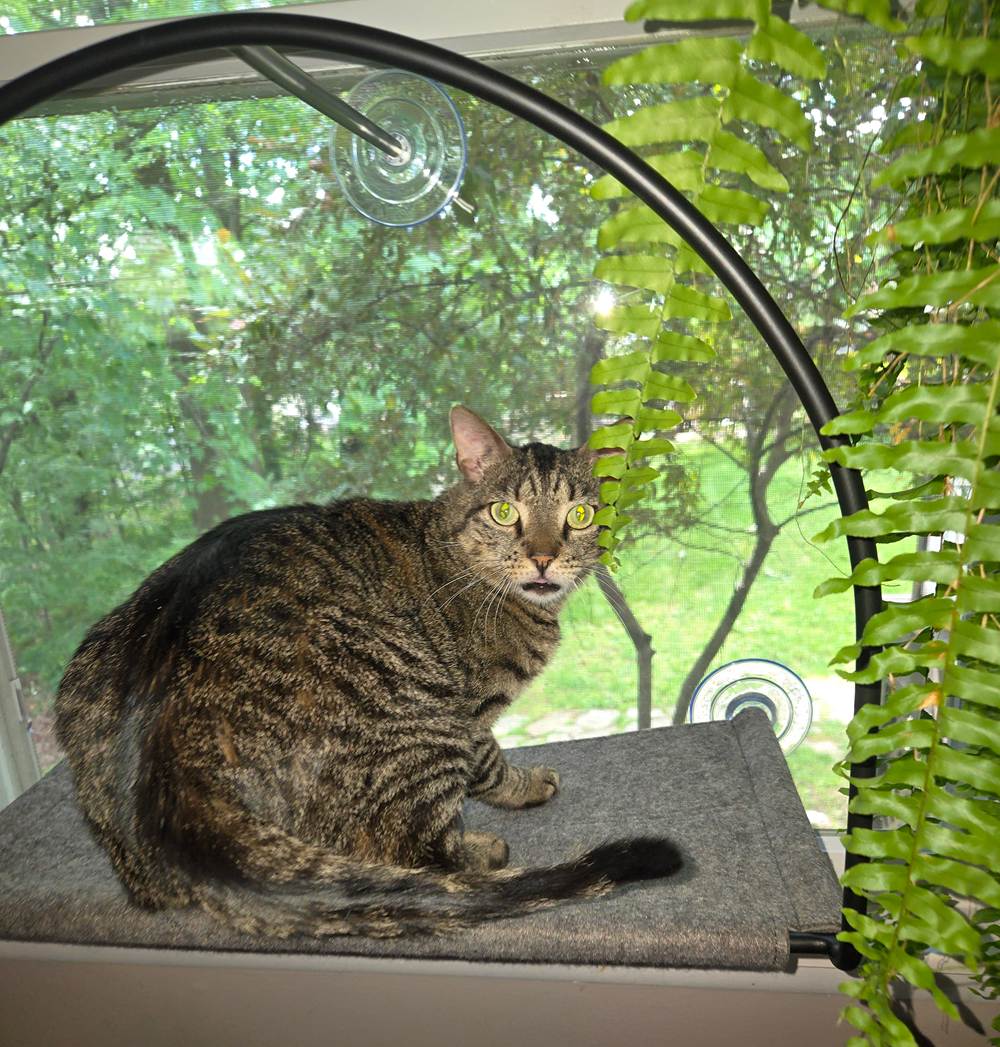 My Cats Like the Cloud Nine Window Hammock
