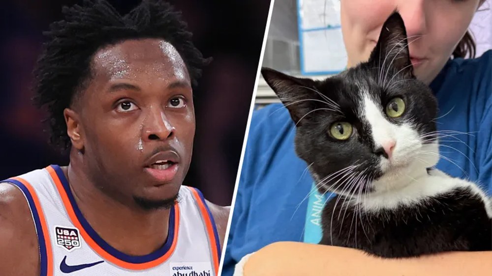 New York Knicks Star is Helping NYC Shelter Cats Get Adopted