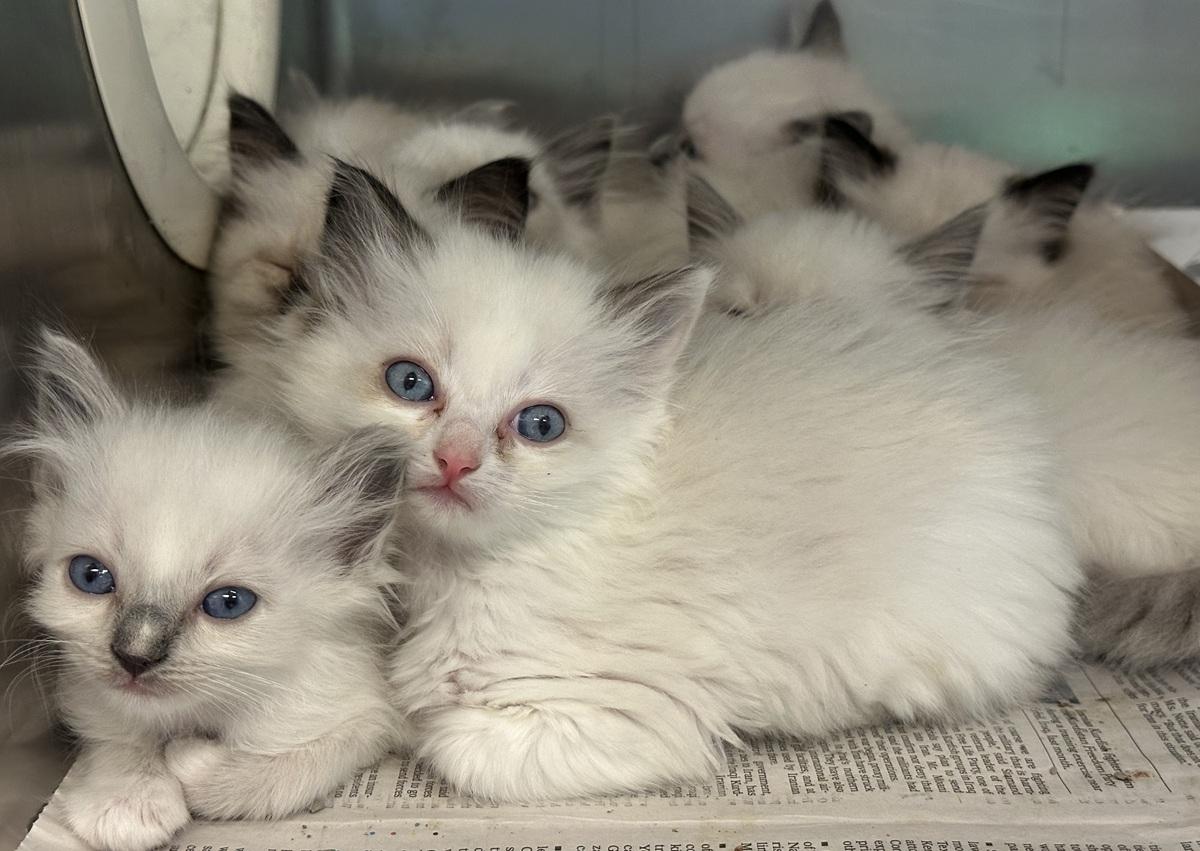 Ragdolls
