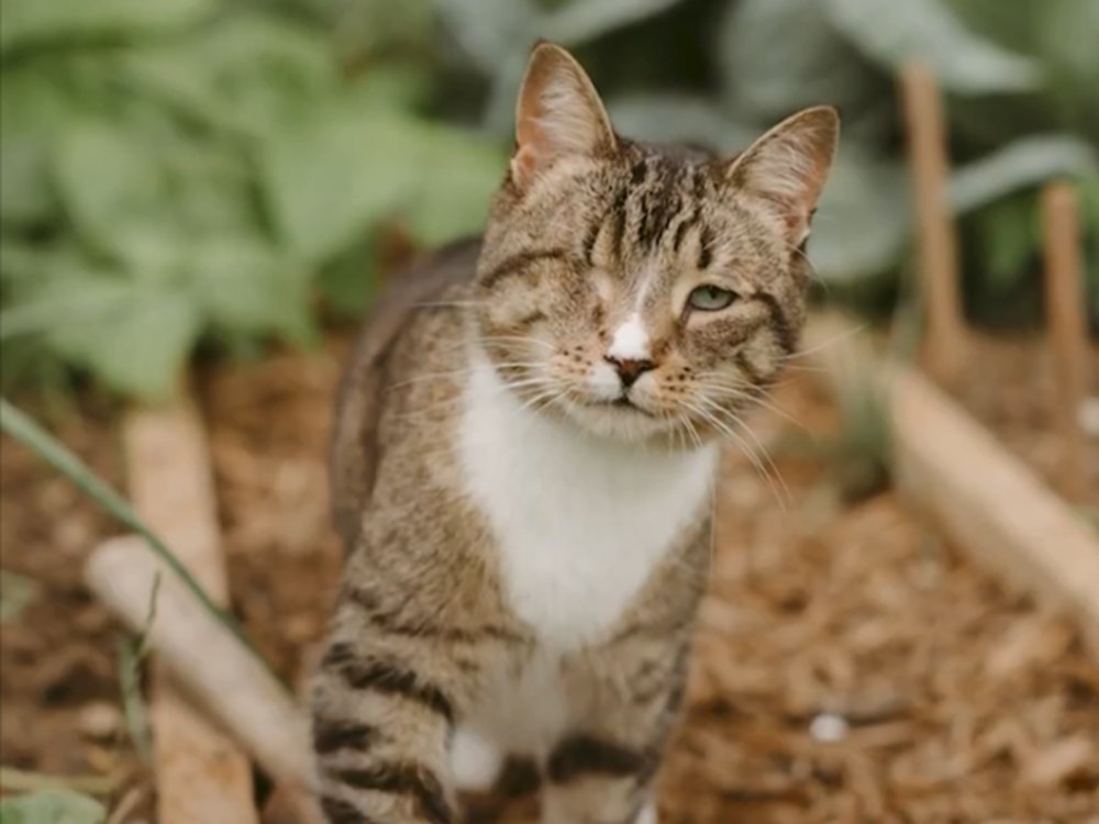 Recognizing Eye Infections in Cats