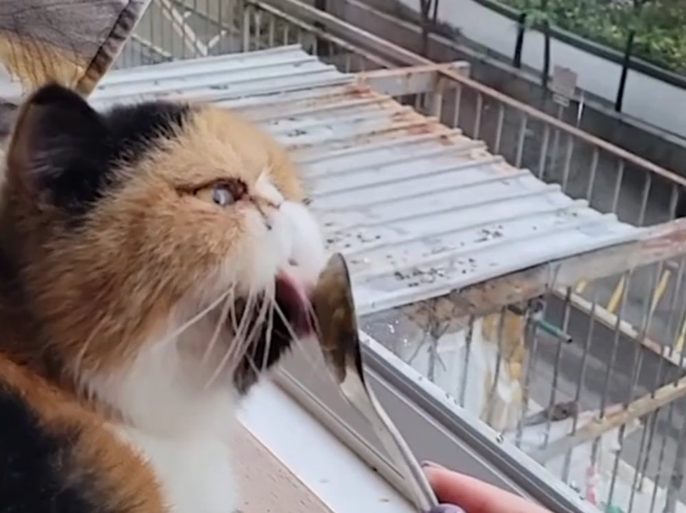 Recovery cat