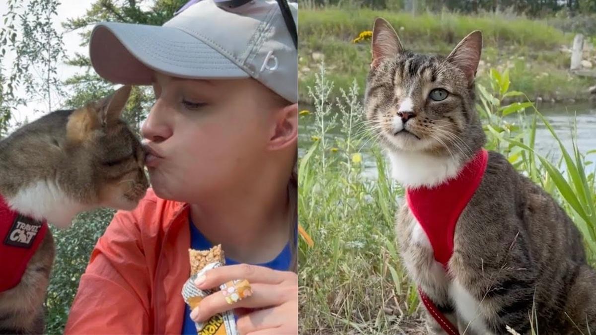 Rescue Cat Transforms After Losing an Eye!