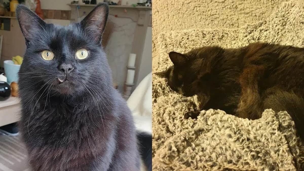 This Cat Has a Permanently Wonky Tooth