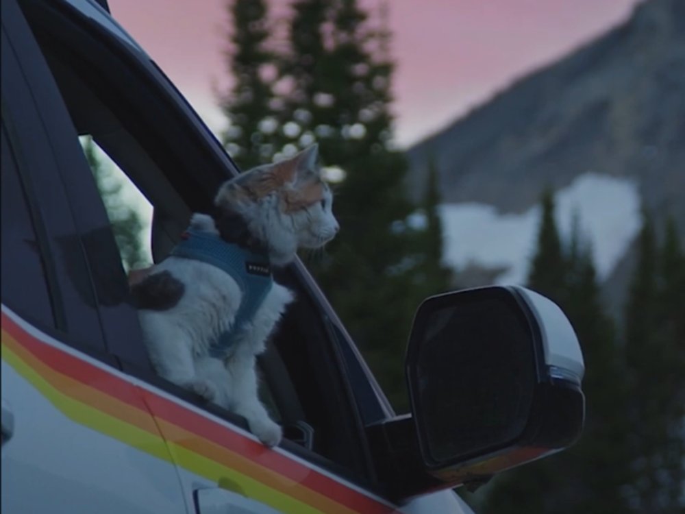 Travel With Your Cat