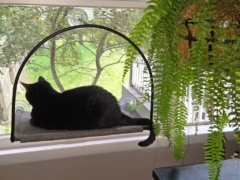 Tuft & Paw Cloud Nine Window Hammock