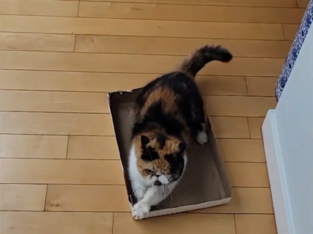 cat Becoming a Spoiled Princess