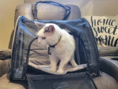 cat in cat carrier