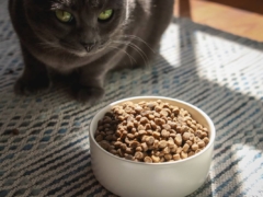 cat looking at dry cat food