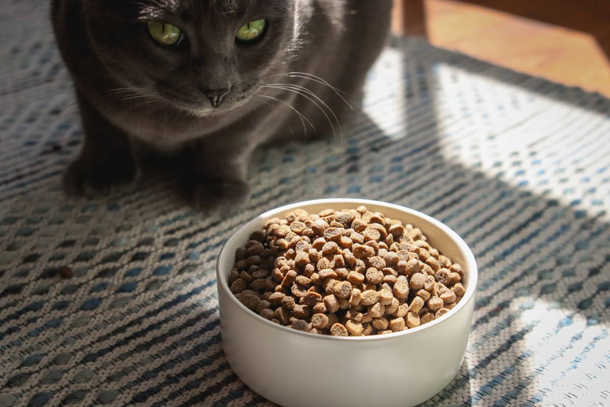 cat looking at dry cat food