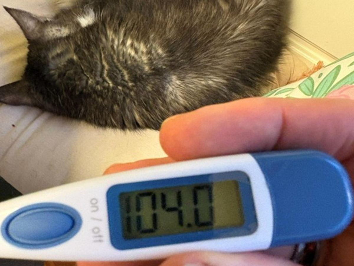 Digital thermometer in the foreground with temperature 104 reading, grey cat in the background.