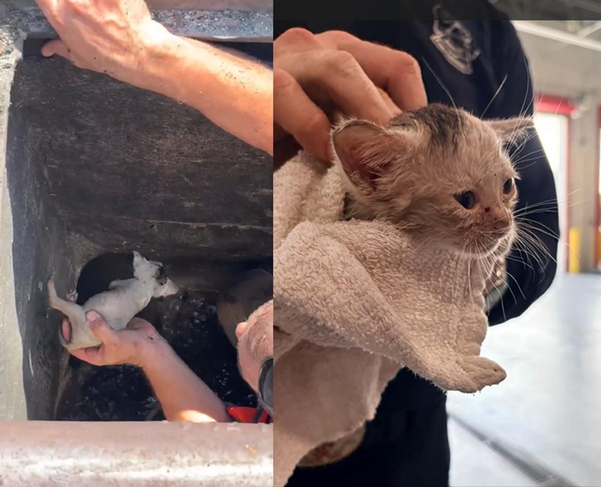 florida cats