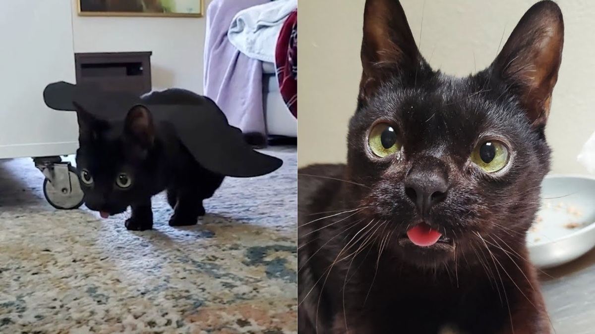 Found a Disabled Cat Abandoned in a Field!