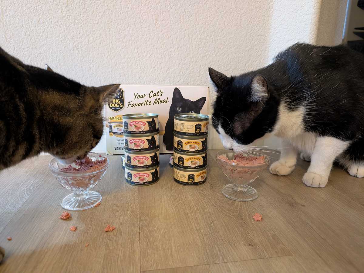 genhis and khan eating wet cat food