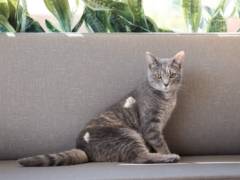 gray cat in the gray sofa