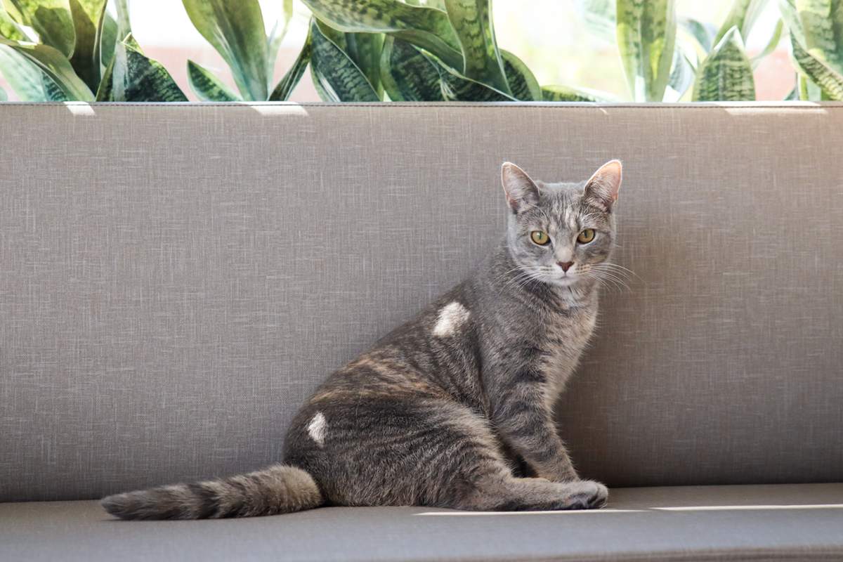 gray cat in the gray sofa