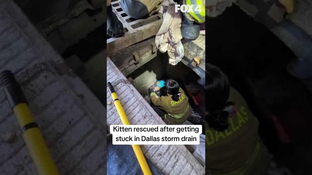 tabby kitten got stuck in a storm drain
