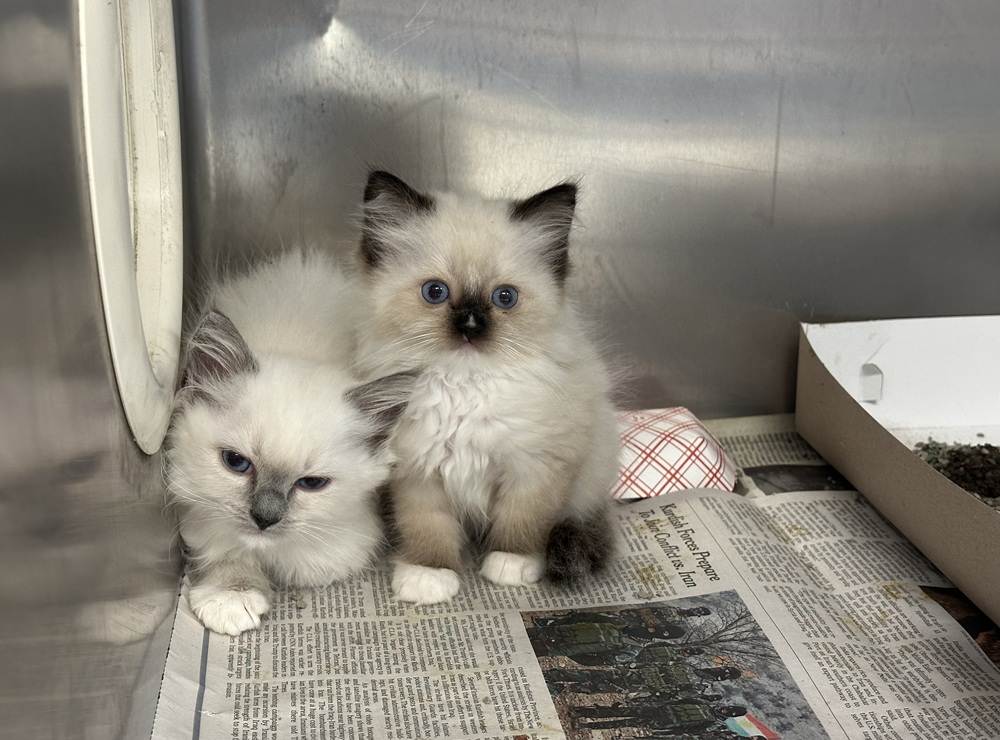 Ragdoll rescue
