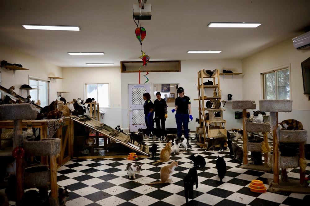 446 Cats Find Hope After Massive Rescue