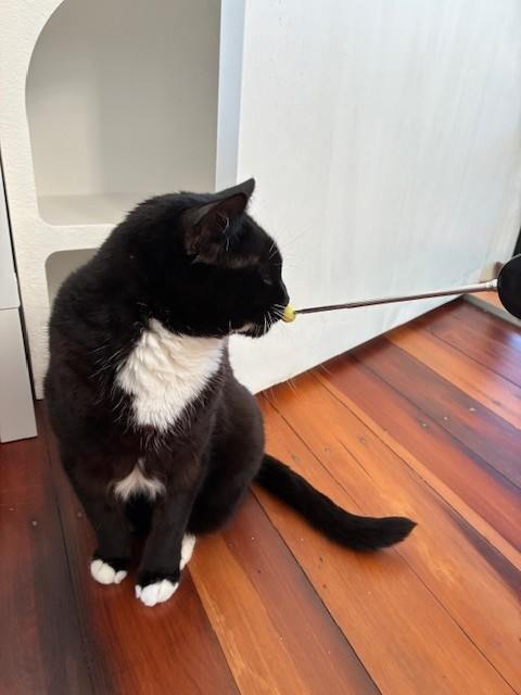 Cat leans into the direction of the turn, then click and treat