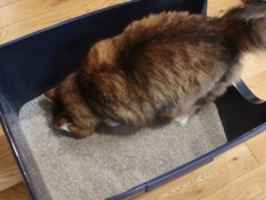 Cat using cat litter box