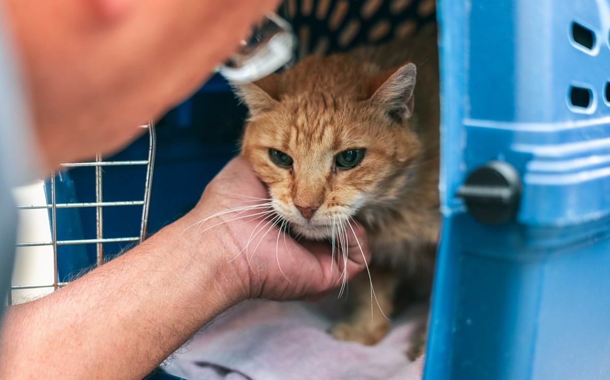 Cats Find Hope After Massive Rescue