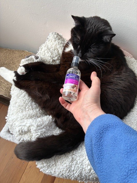 Consider using synthetic pheromone sprays and diffusers, such as Feliway, to help alleviate overall anxiety in your home