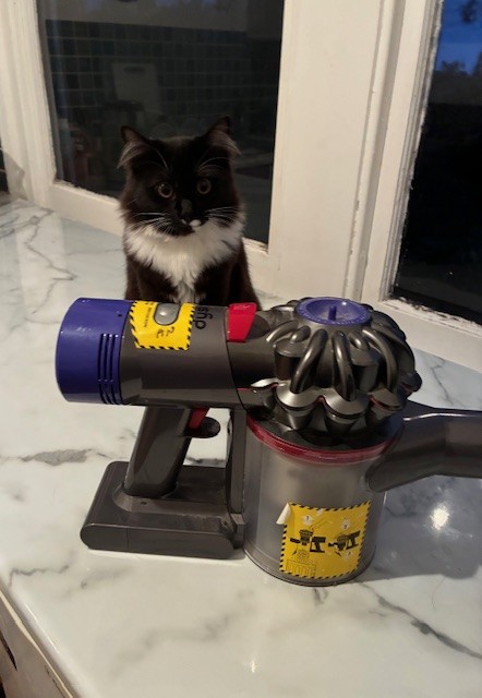 Desensitizing a kitten to a portable vacuum cleaner requires combining gradual exposure with positive rewards