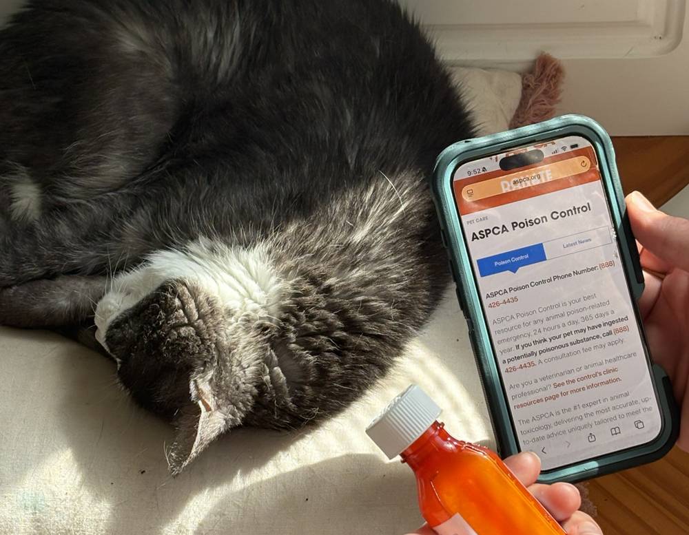 Human hand holding a phone with Pet Poison Control open on the screen, other hand holding an orange medicine bottle, grey and white cat in the background.