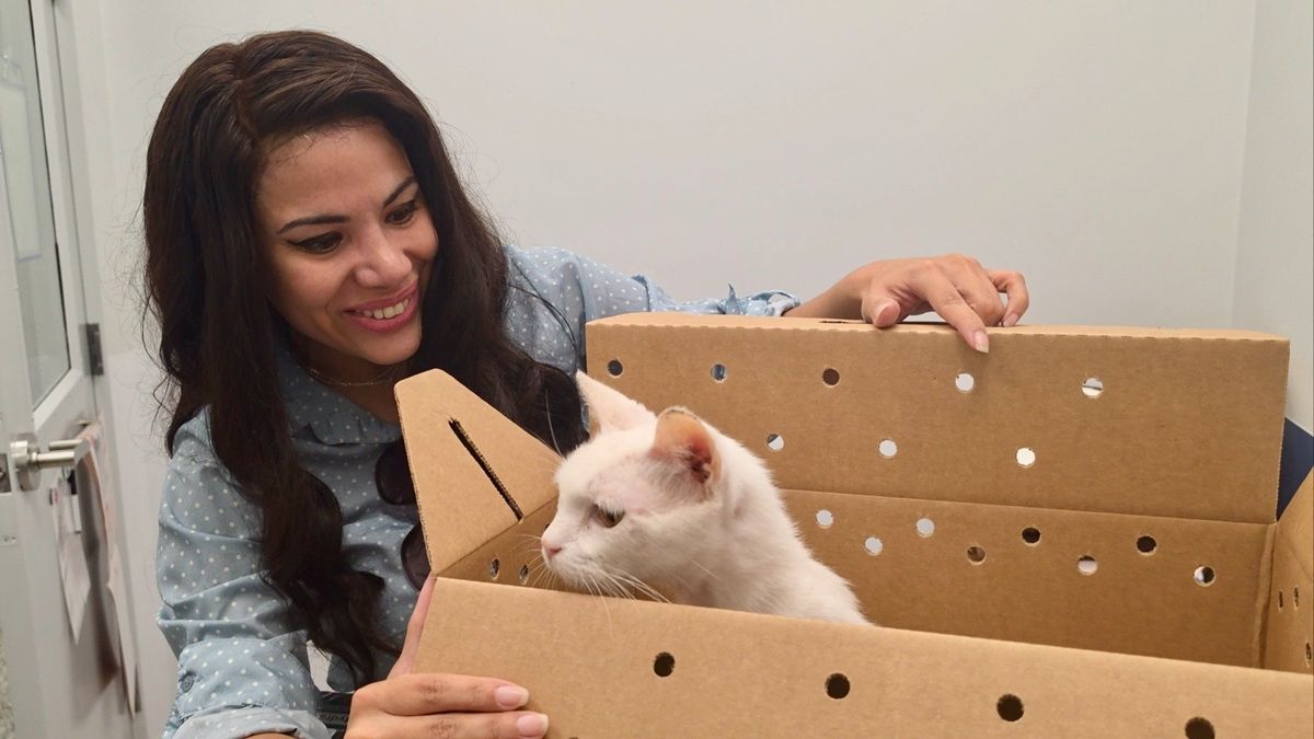 Lost Cats Reunited with Families