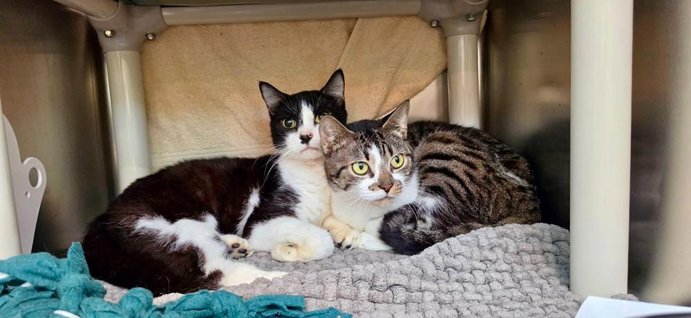 Lost Cats Reunited