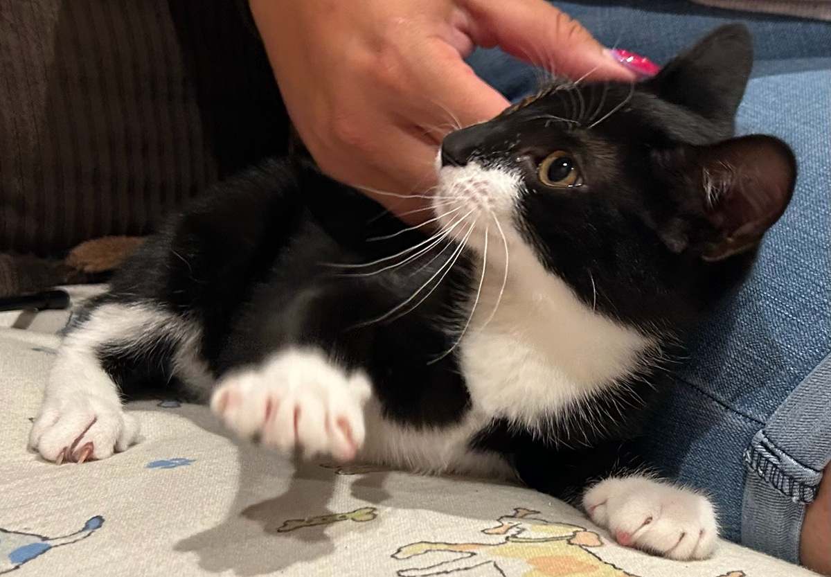 Magnolia, a stolen tuxedo kitten