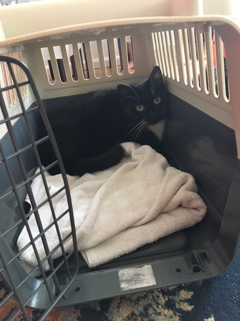 Never forcibly coerce or remove your cat from their hiding spot, as this could exacerbate their fear