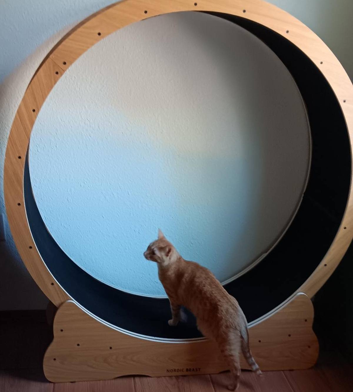 Nordic Beast Cat Exercise Wheel
