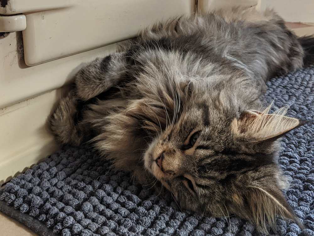 Ondansetron for Cats