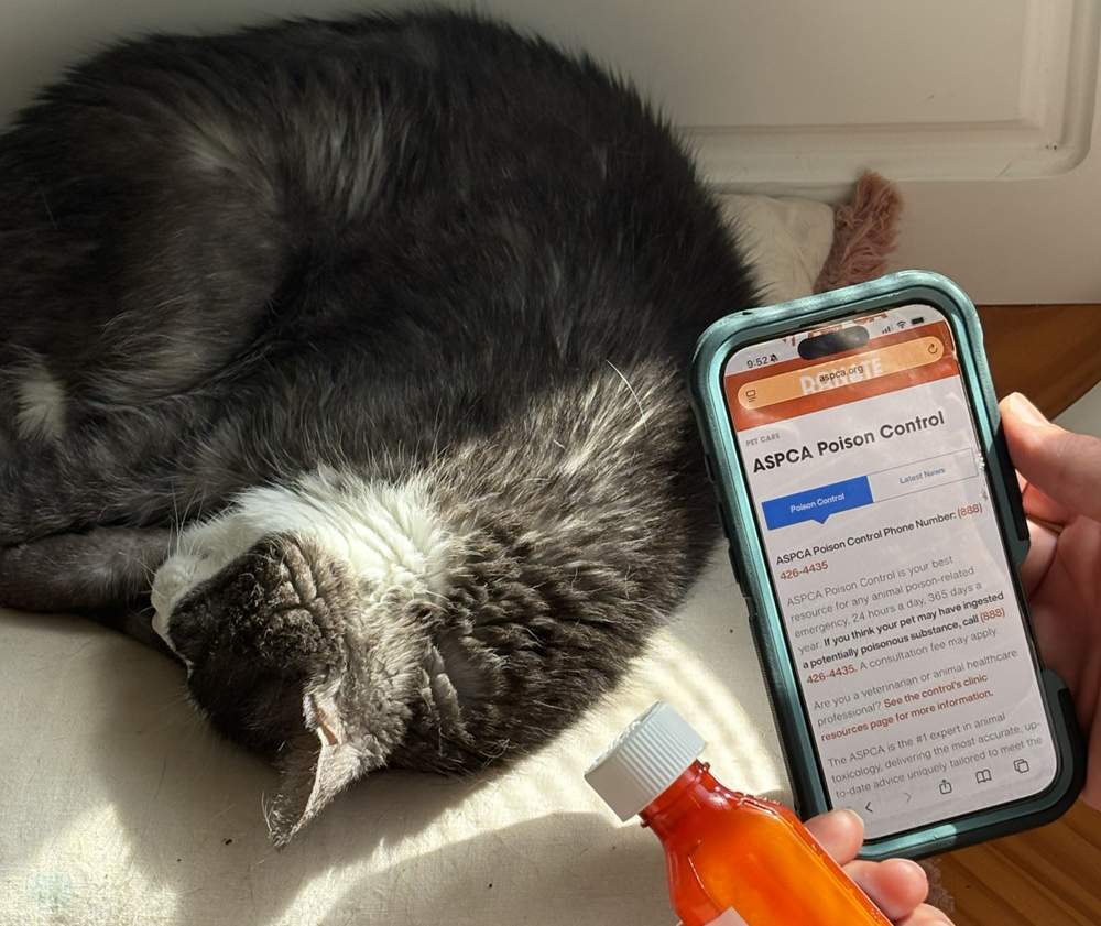 Human hand holding a phone with Pet Poison Control open on the screen, other hand holding an orange medicine bottle, grey and white cat in the background.