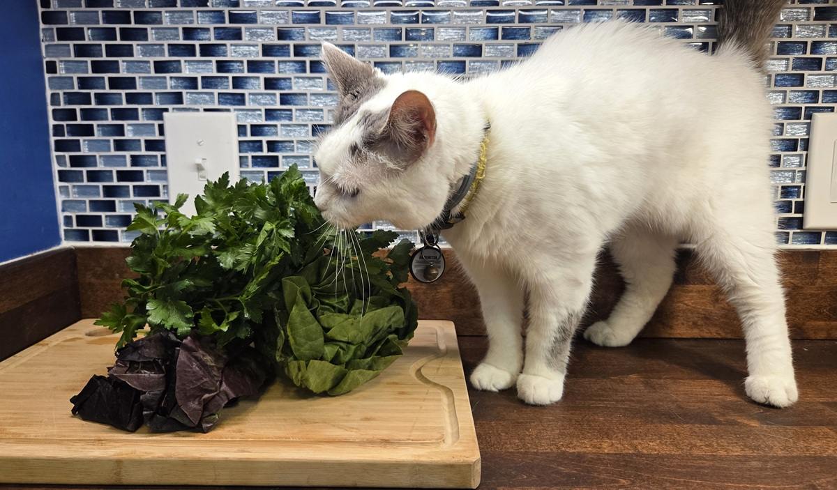 Pet Parents Should Know About Plant Ingredients