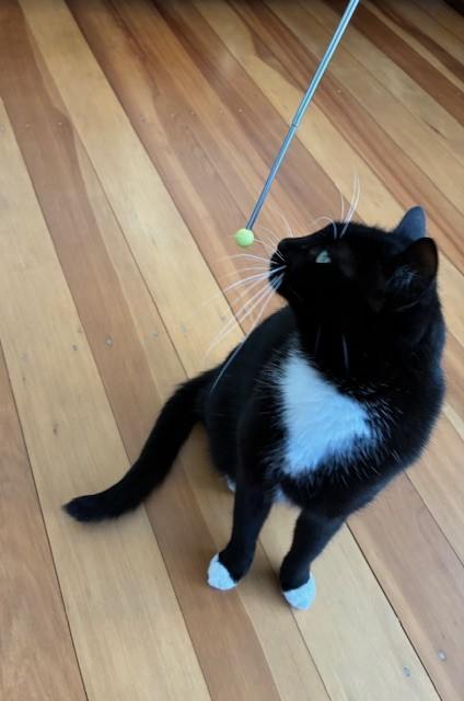 Place the target stick in front of your cat’s nose and slowly move it