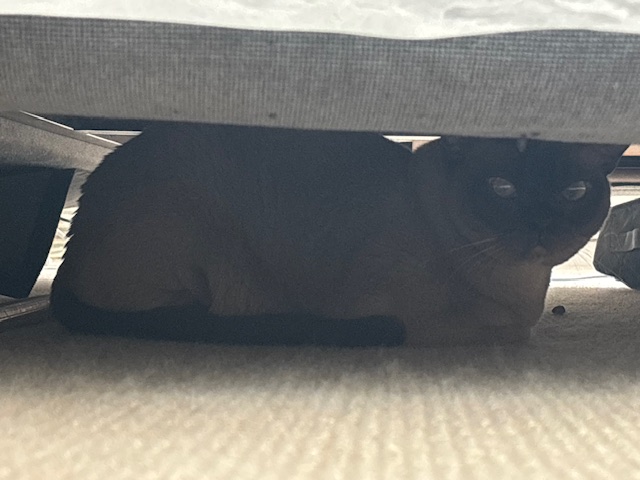 Provide your cat with quiet, safe, and easily accessible areas to hide, such as under the couch or bed when scared of noises