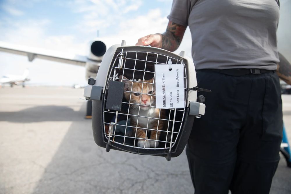 Shelter Pets Airlifted After Texas Flood