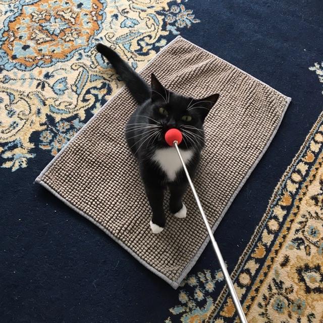 Teaching a cat to spin with a target stick