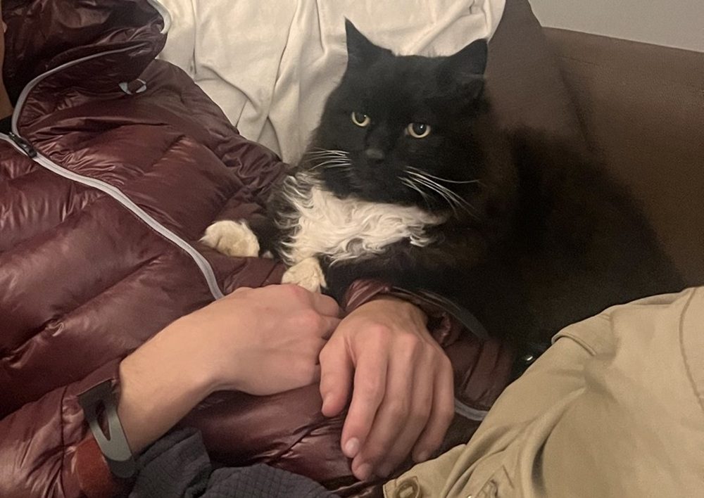 The Emotional Depth of Cats