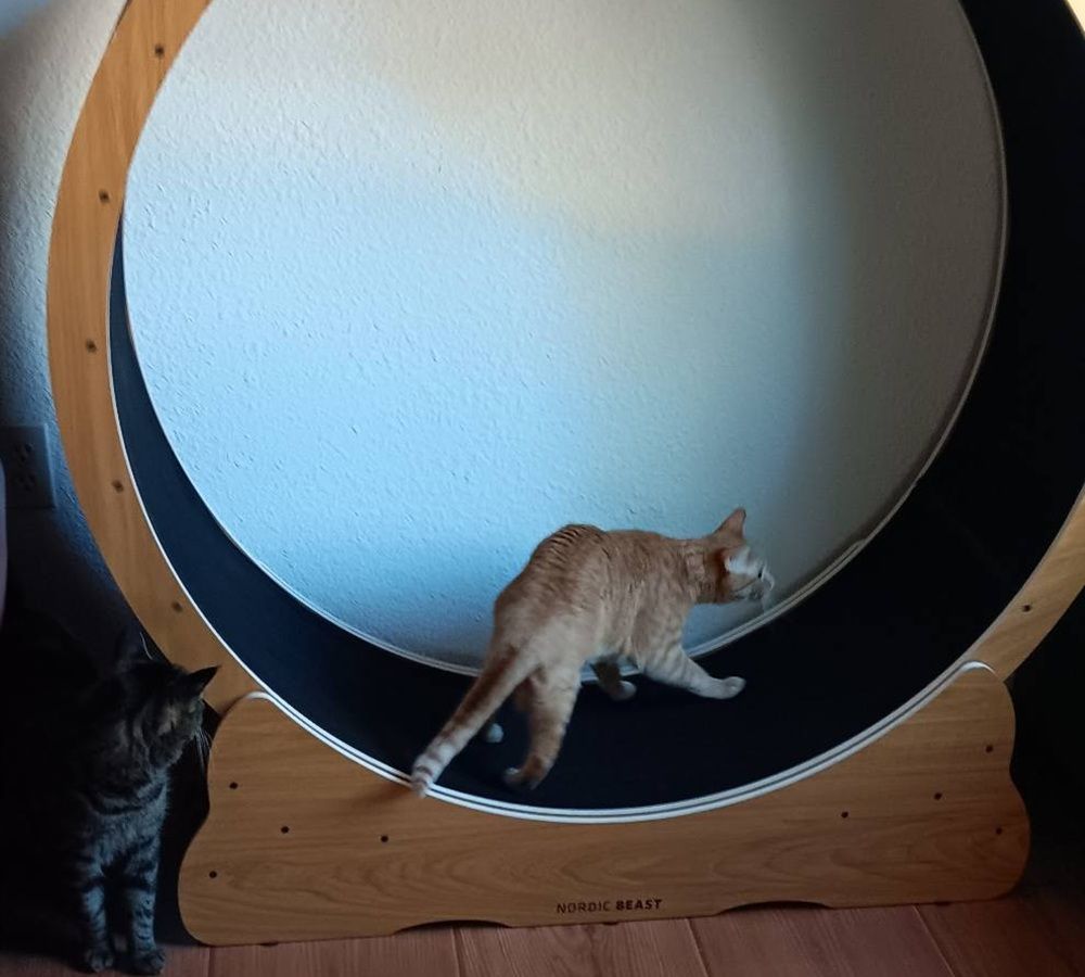 The Nordic Beast Cat Wheel