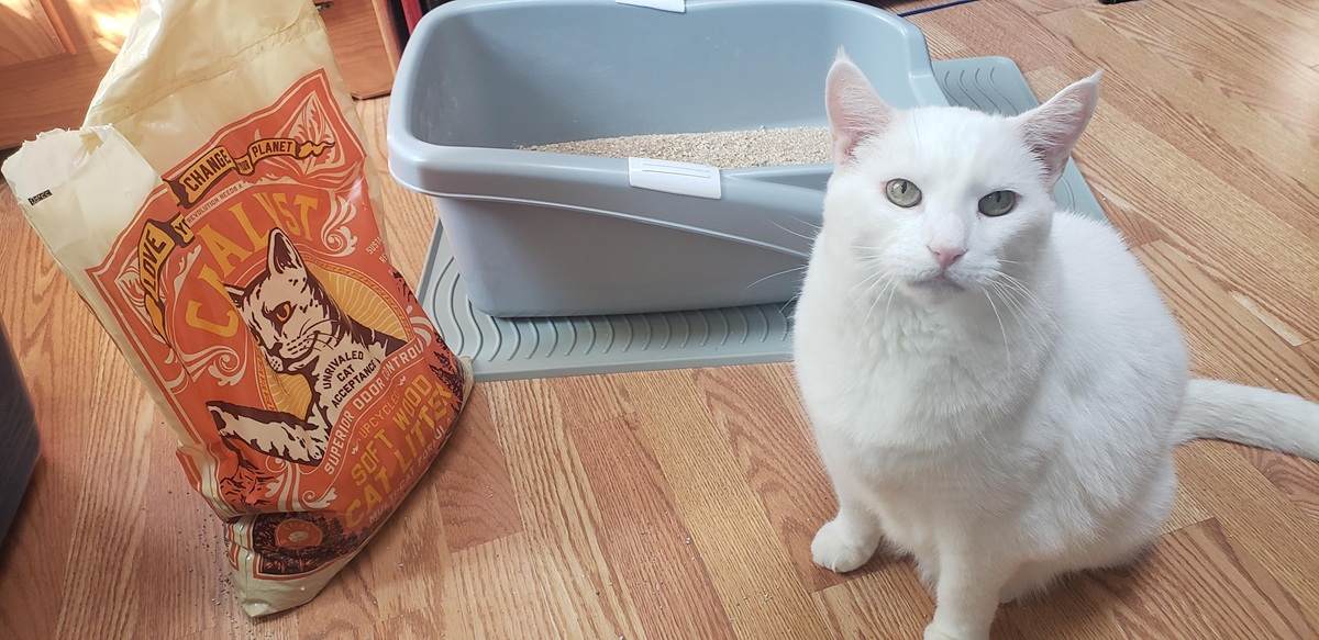 catalyst cat litter tracking