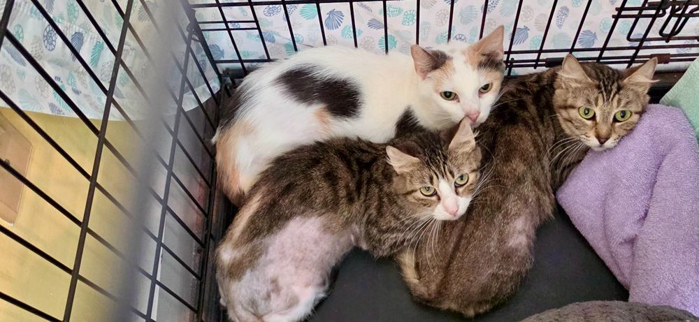 cats had been reunited with their families.