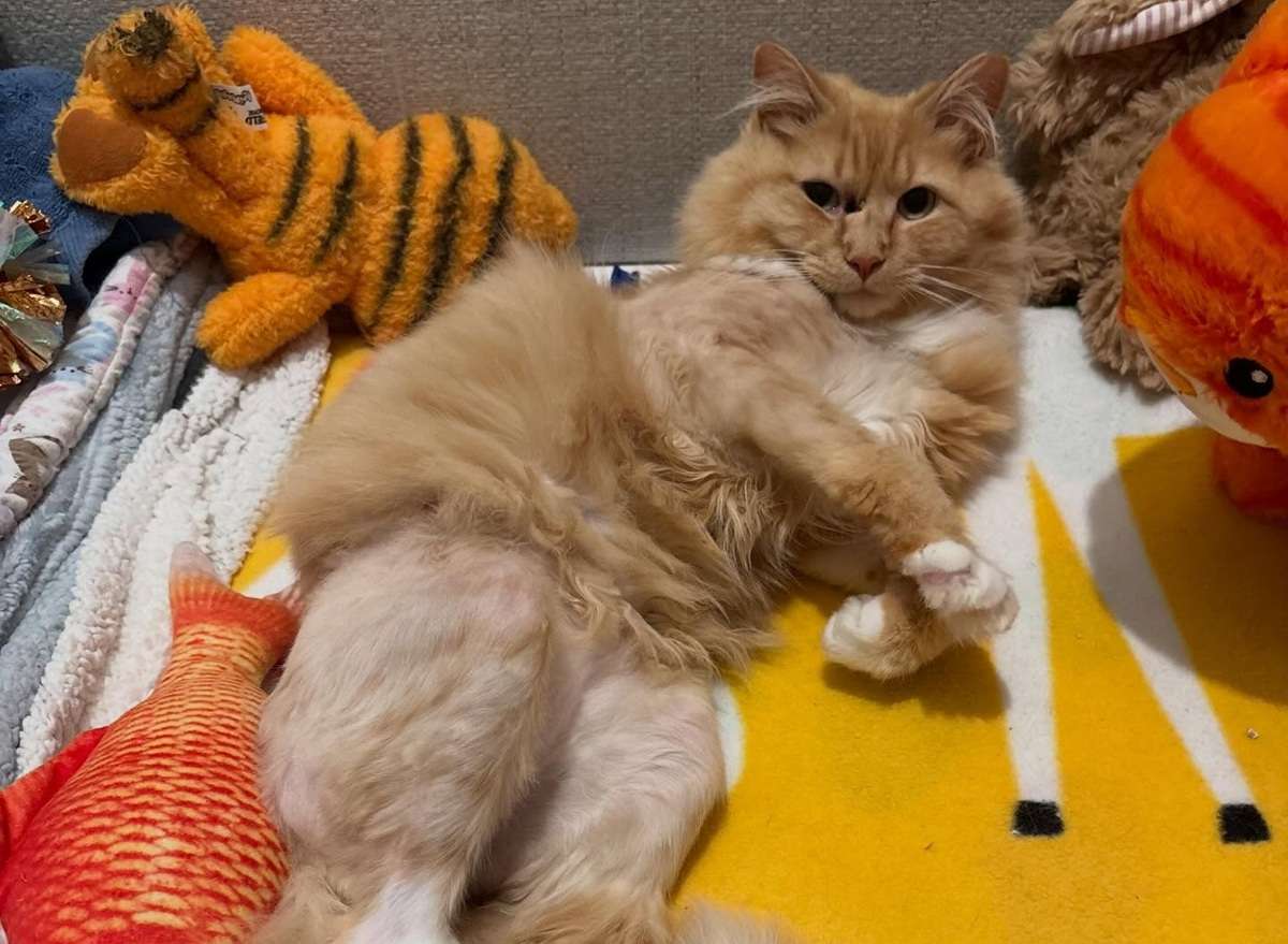 garfield