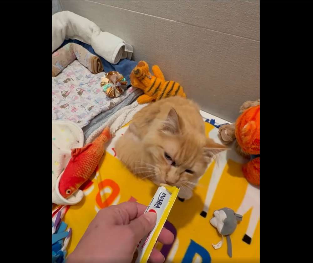 garfield eating treats