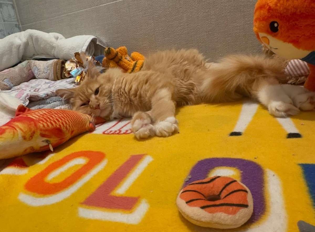 garfield the miracle cat
