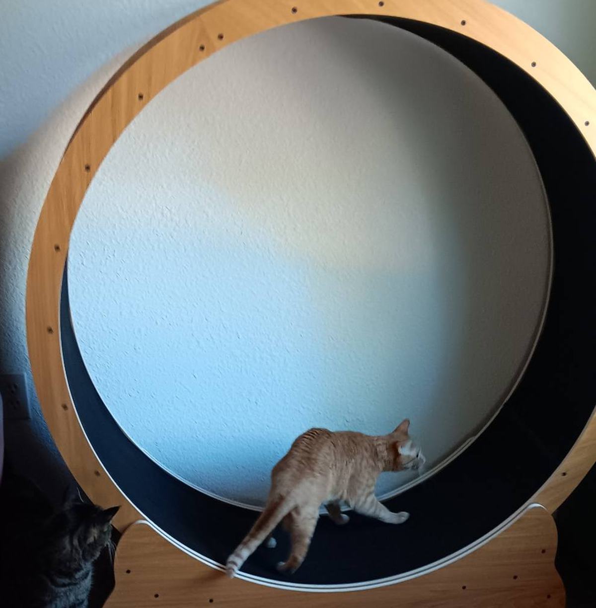nordic cat exercise wheel