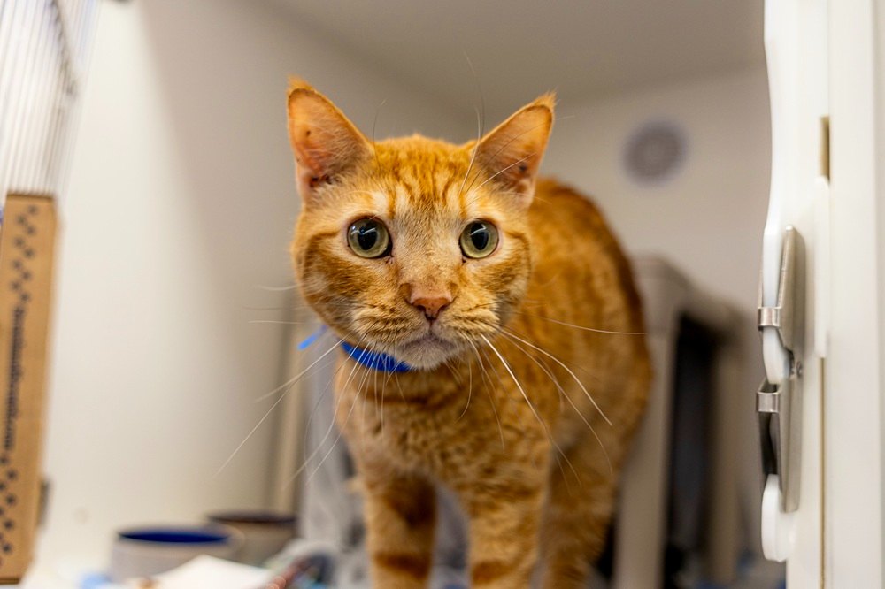 Rescued cat transferred to trusted partners.