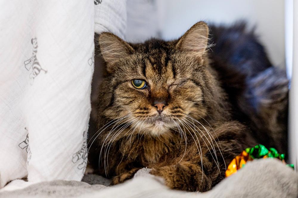 untreated injuries cat